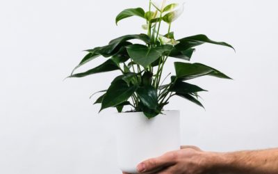 Benefits of House Plants
