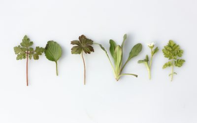 Herb Garden