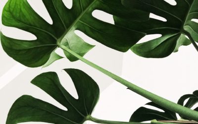 Sustainable Living